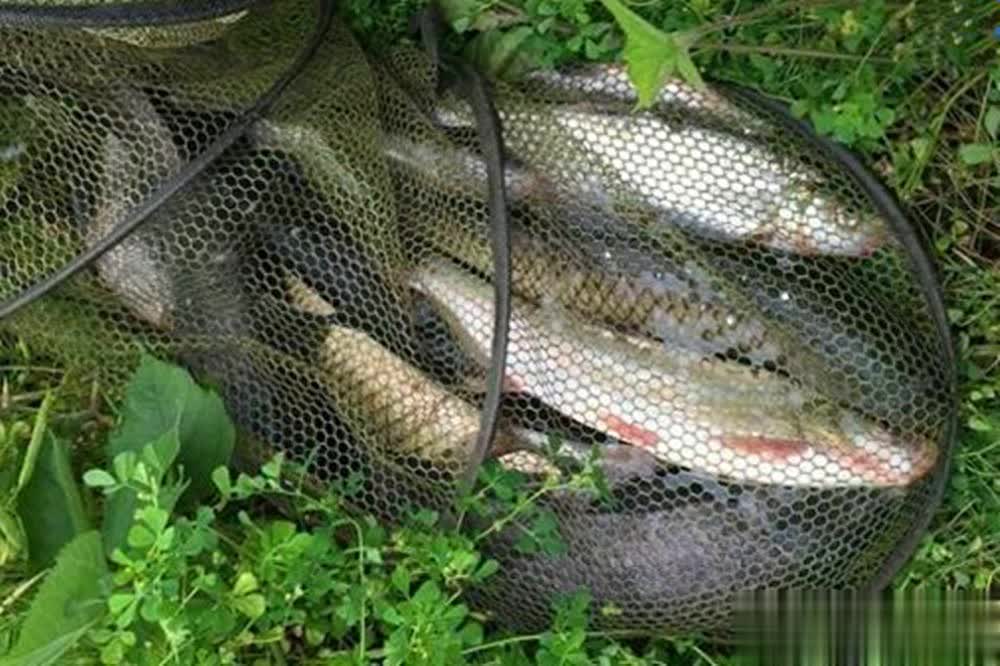 较大, img, 这个主要指